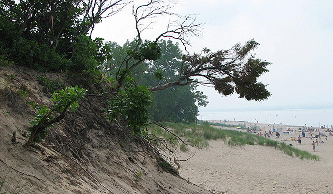 Gnarly tree growing at the Indiana dunes with the beach in the background