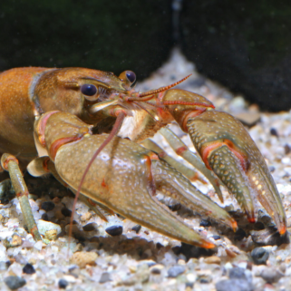 Native crayfish to Indiana