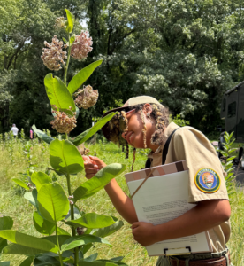 Kaleigh Pullie, looking for butterflies on milkweed
